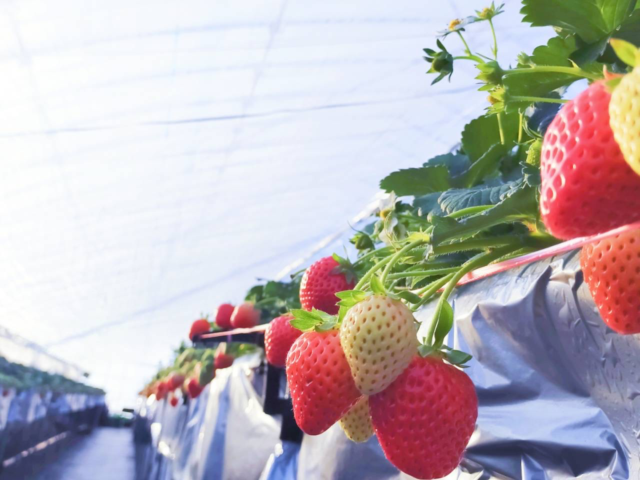 ����E�암���̍��݃n�E�X�ł��������̌��B