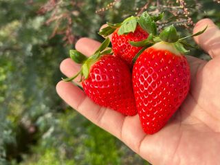 南部町フルーツロードで7品種食べ比べ。