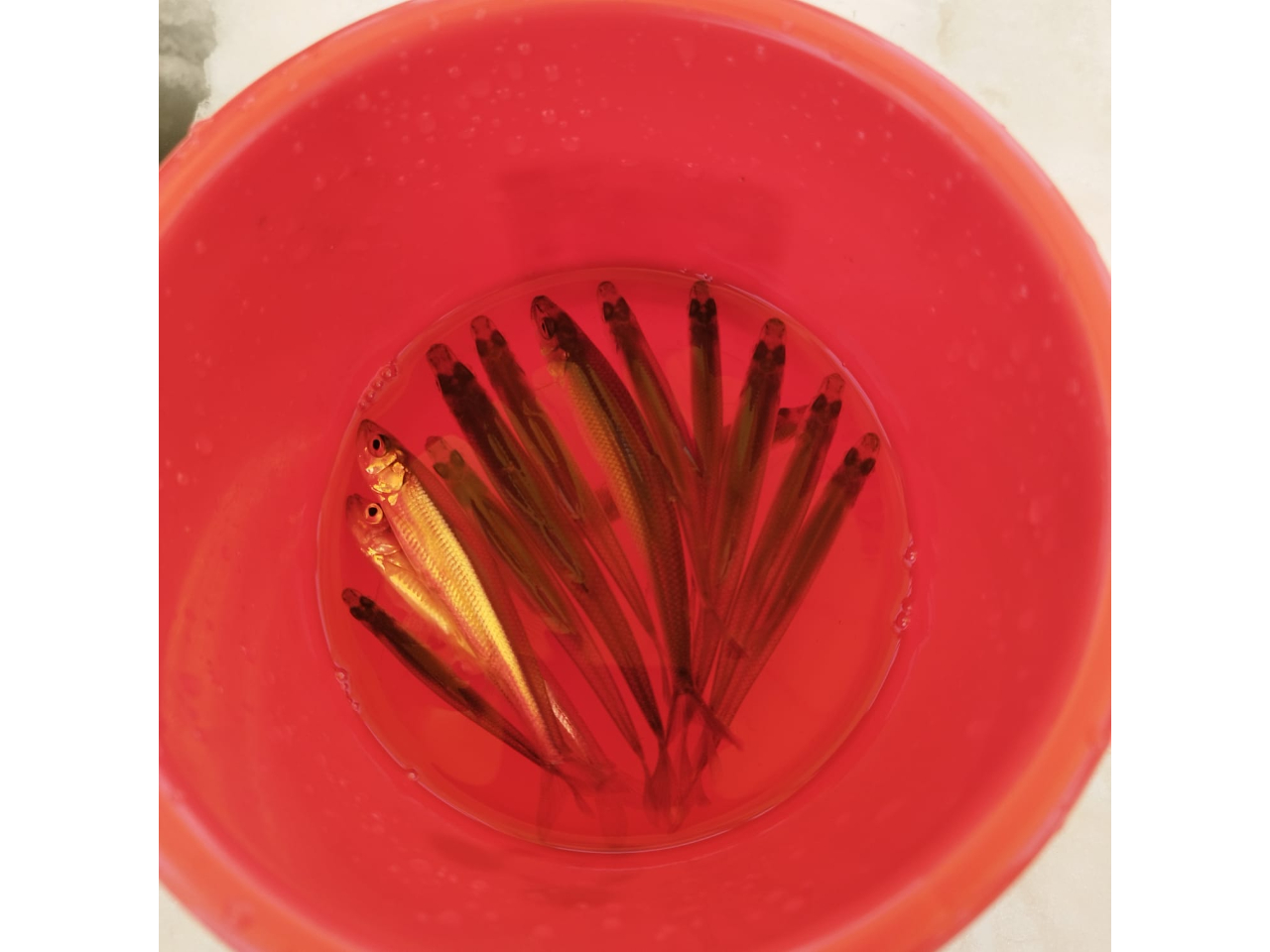 DyόƈꏏɊy߂~̒ԃANeBreB