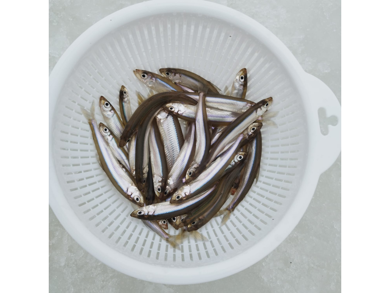 �D�y�ό��ƈꏏ�Ɋy���߂�~�̒�ԃA�N�e�B�r�e�B