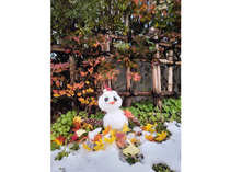 �H�c�E����̓~��������t�H�g