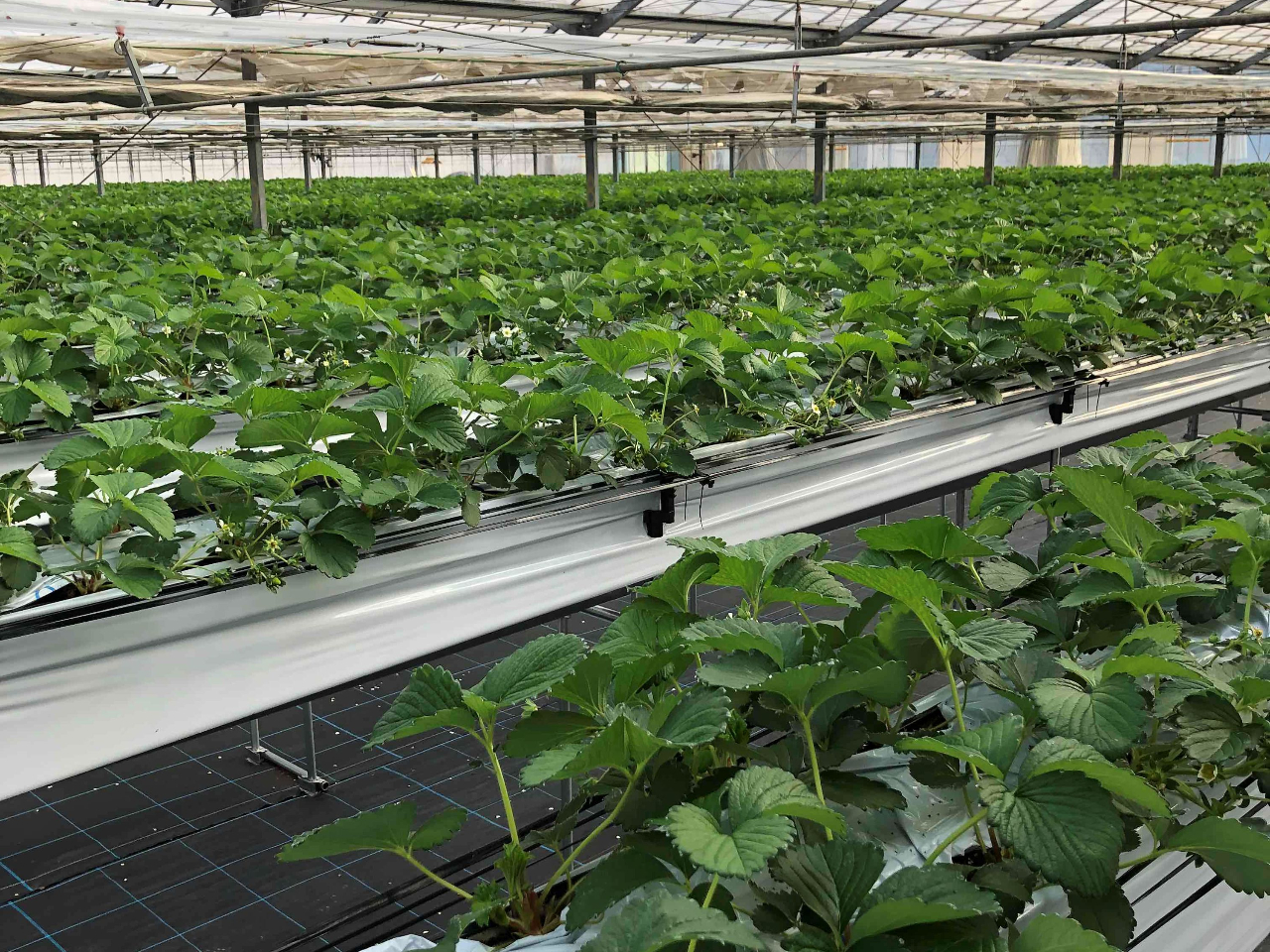 5900���̃C�`�S���A����Ă��܂��B