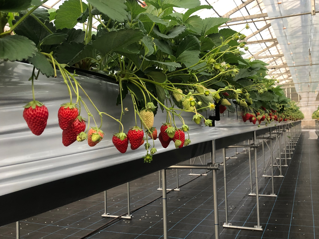 ���n�g�ق��؂������Ă܂��B