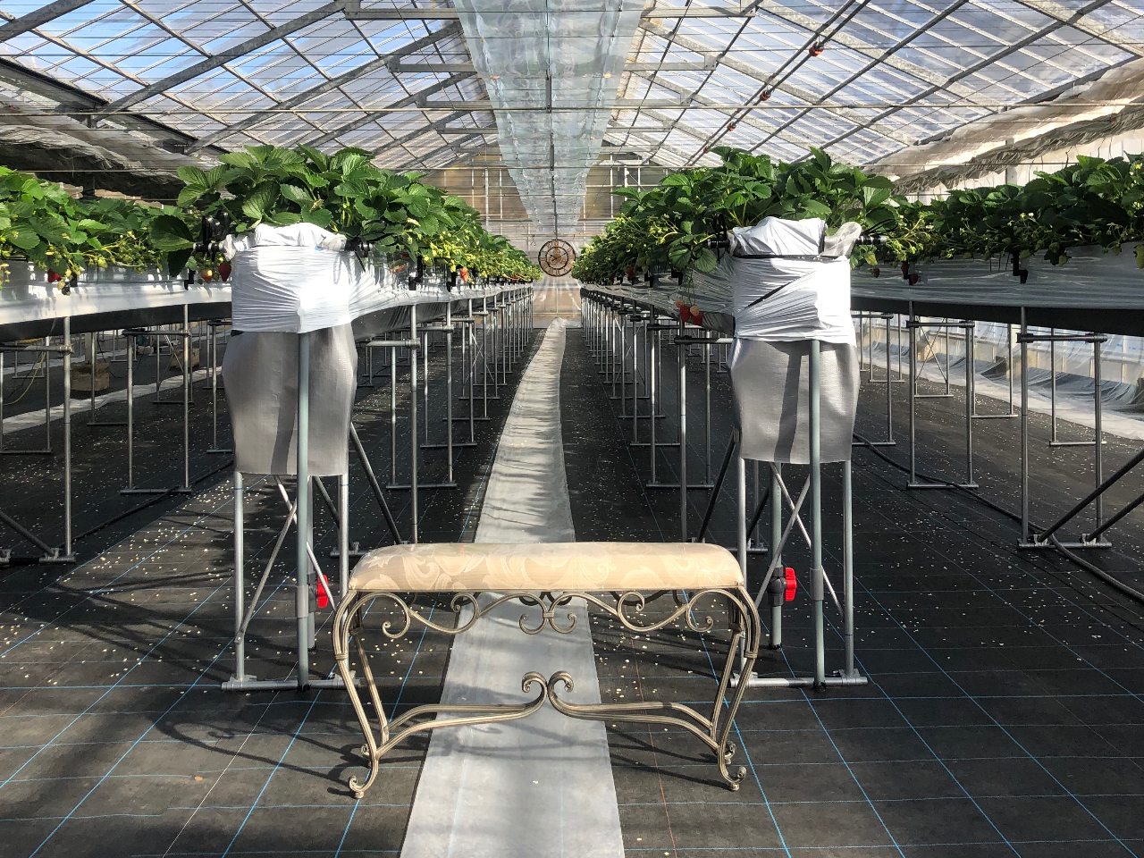 ��t���O�̃G���g�����X�ł͑҂����ԂŋL�O�ʐ^�B�e���ǂ���������܂����