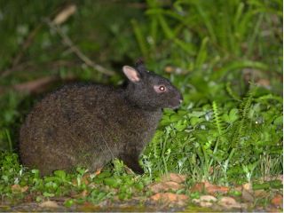 アマミノクロウサギ。奄美大島と徳之島にのみ生息する固有種のウサギ。国の天然記念物で絶滅危惧種に指定されています。