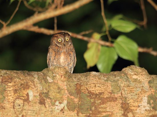 �����E�L���E�R�m�n�Y�N�B�u�؂̗t�Ɏ����t�N���E�v�Ƃ������O�̒ʂ�A�[�Ԕ\�͂������A���R�̒��Ō�����͓̂�����ł��B