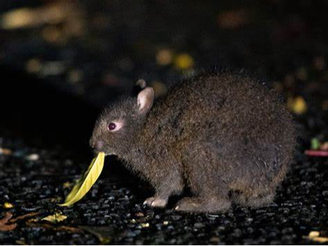 ��s�������i�A�}�~�m�N���E�T�M�A�����E�L���E�R�m�n�Y�N�A�P�i�K�l�Y�~�Ȃǁj�̊ώ@ �����d�����g���Ă̎ԑ��ώ@