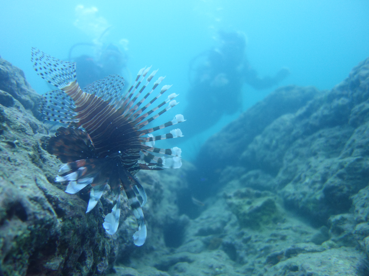 _Ϗ܋ƂĐlC̃ni~mJTS^