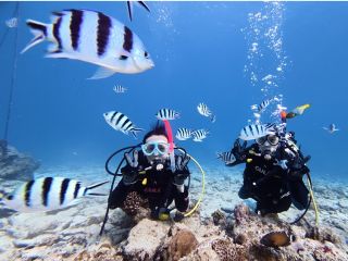 海に入るとたくさんのお魚さんがお出迎えしてくれます