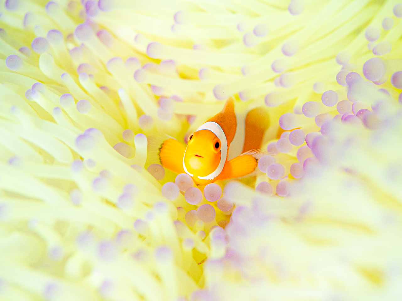 ����ȉ����J�N���N�}�m�~�Əo��邩���I�H