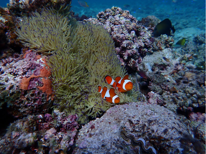 �X�m�[�P�����O�ł��J�N���N�}�m�~�����ꂿ�Ⴄ�����H