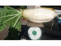 �J���x�[�̗L�@�_���ŁA��������d���卪�����n�ł���I