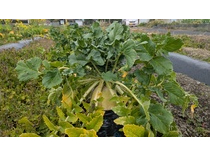 �L�@JAS�F�؂̔_���Ŋw�ׂ���S�̃K�C�h�t��