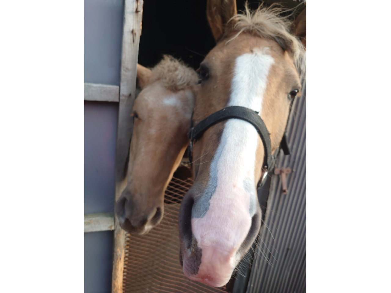 �_�n�̐��i��R���f�B�V�����A���q�l�̑̊i�E��n�o�������Ȃ���n���킹��^