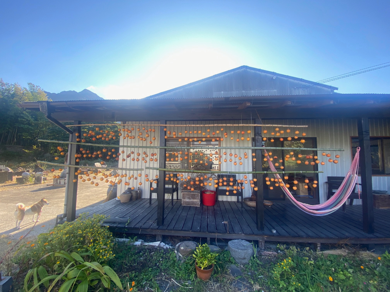 �_�c�A�[�ł͔��łƂ��n�[�u���g���Ă������ꏏ�ɍ��܂��傤�I�^