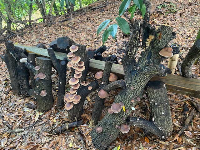 �_���R�ƕ�炵�̂��U���������\���������ˁI�^