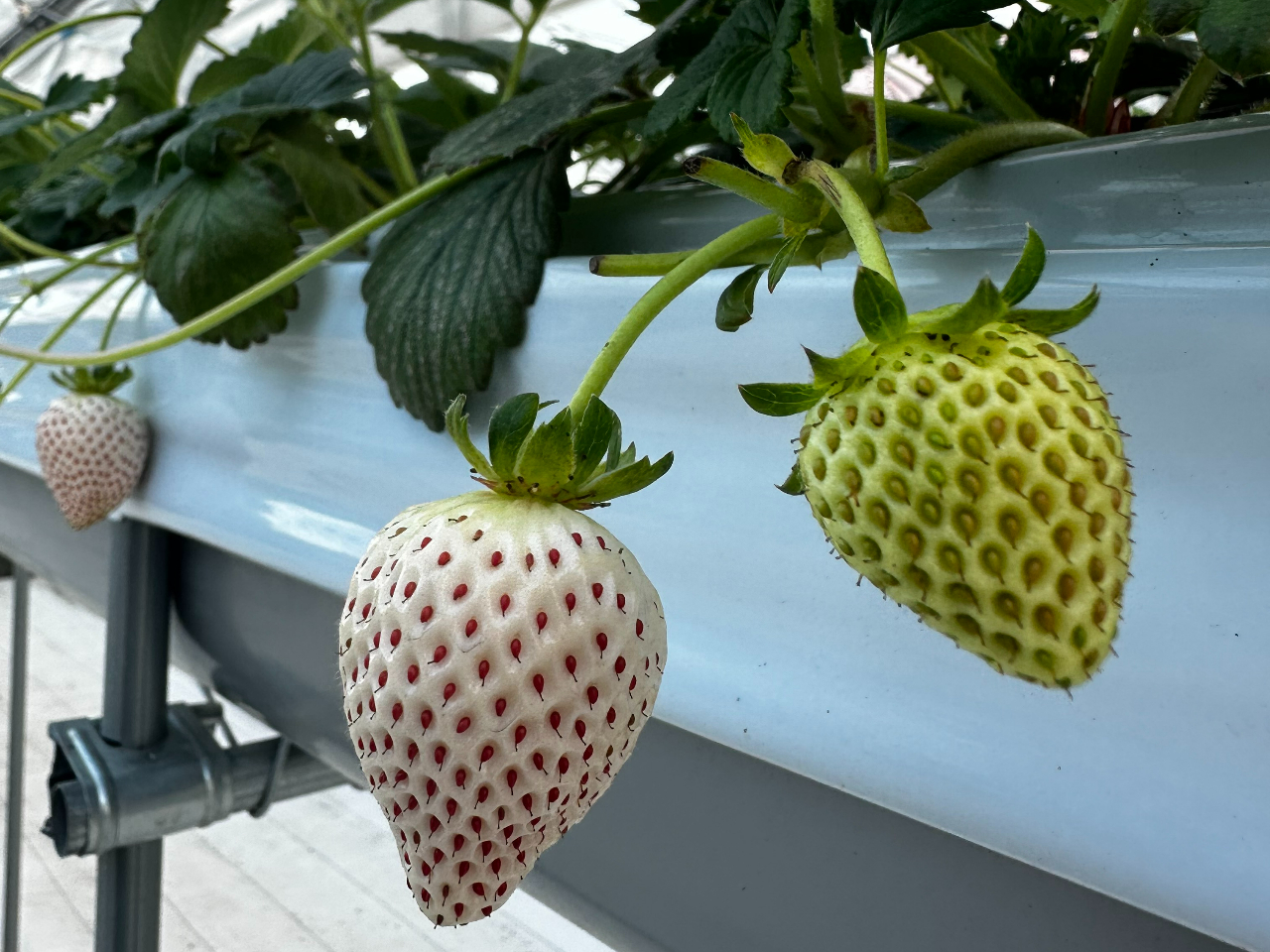 �����Ɍ��肪����̂ŁA�����オ��Ȃ��\��������܂��B�������������B