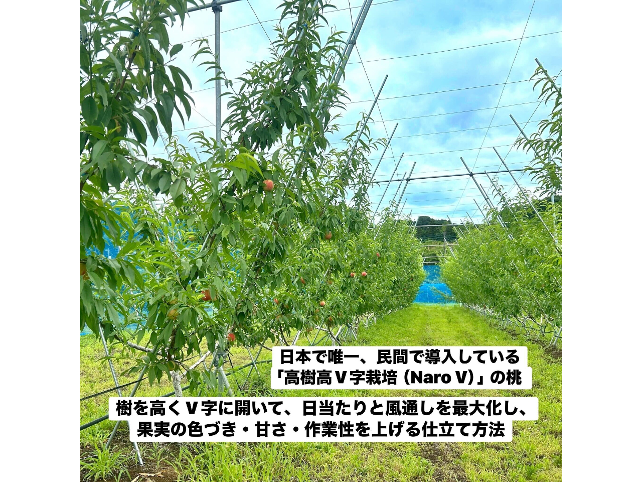 ���{�ŗB��A���Ԃœ������Ă��� �u����V���͔|�iNaro V�j�v�̓��B��������V���ɊJ���āA��������ƕ��ʂ����ő剻���A�ʎ��̐F�Â��E�Â��E��Ɛ����グ��d����