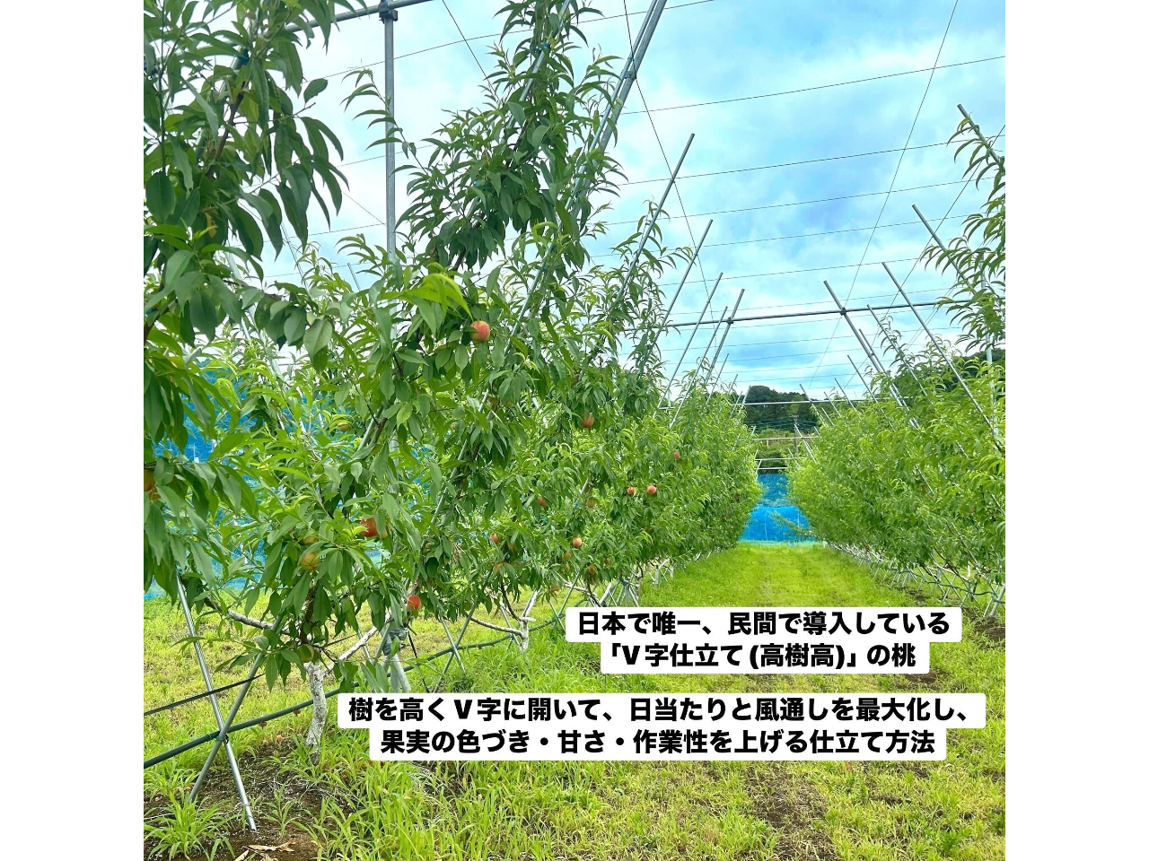 ���{�ŗB��A���Ԃœ������Ă��� �uV���d���āi�������j�v�̓��B��������V���ɊJ���āA��������ƕ��ʂ����ő剻���A�ʎ��̐F�Â��E�Â��E��Ɛ����グ��d����