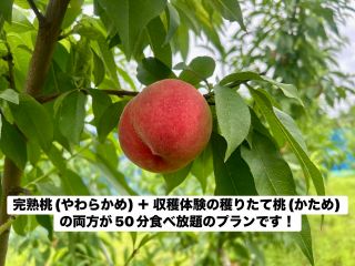 予め収穫しやわらかくした完熟桃 + 樹上から収穫仕立ての最も新鮮なかため桃が50分食べ放題でお楽しみいただける贅沢プランです!!