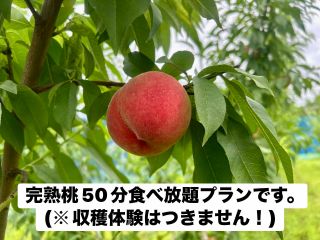 予め収穫した完熟桃(やわらかめ)が50分食べ放題。(※収穫体験は付きません!)