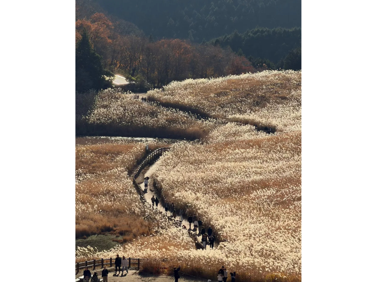 Pegasus�ό��̎ʐ^3