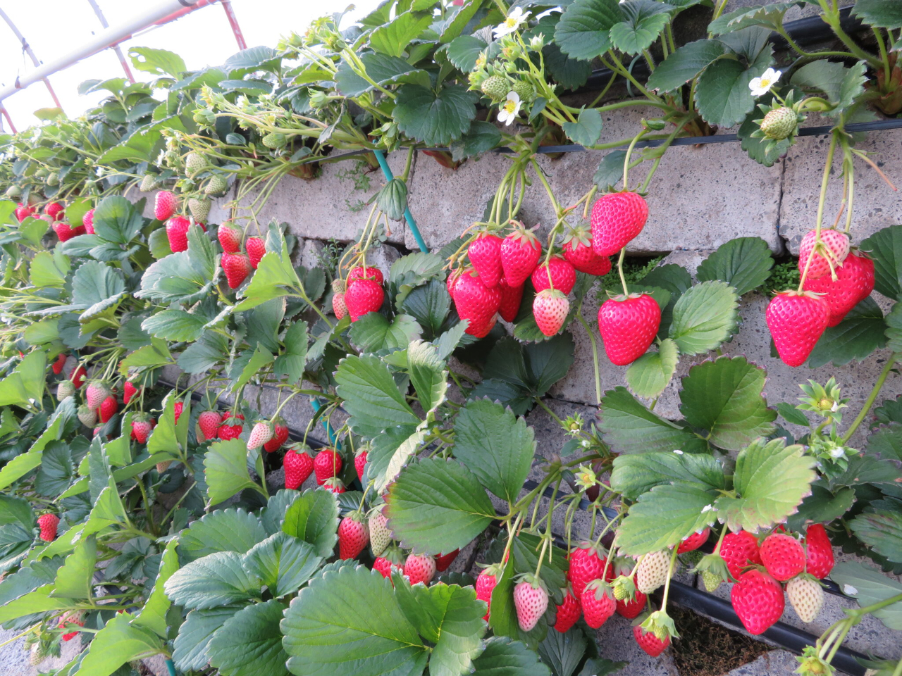 �Ί_�ƃC�`�S�͎ʐ^�f�����܂��ˁI