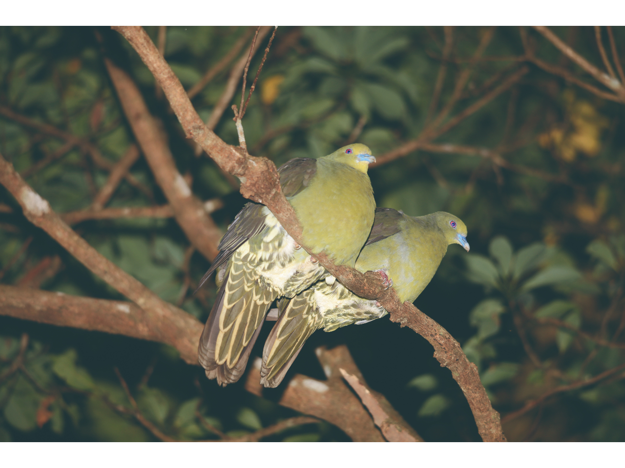 �Y�A�J�A�I�o�g