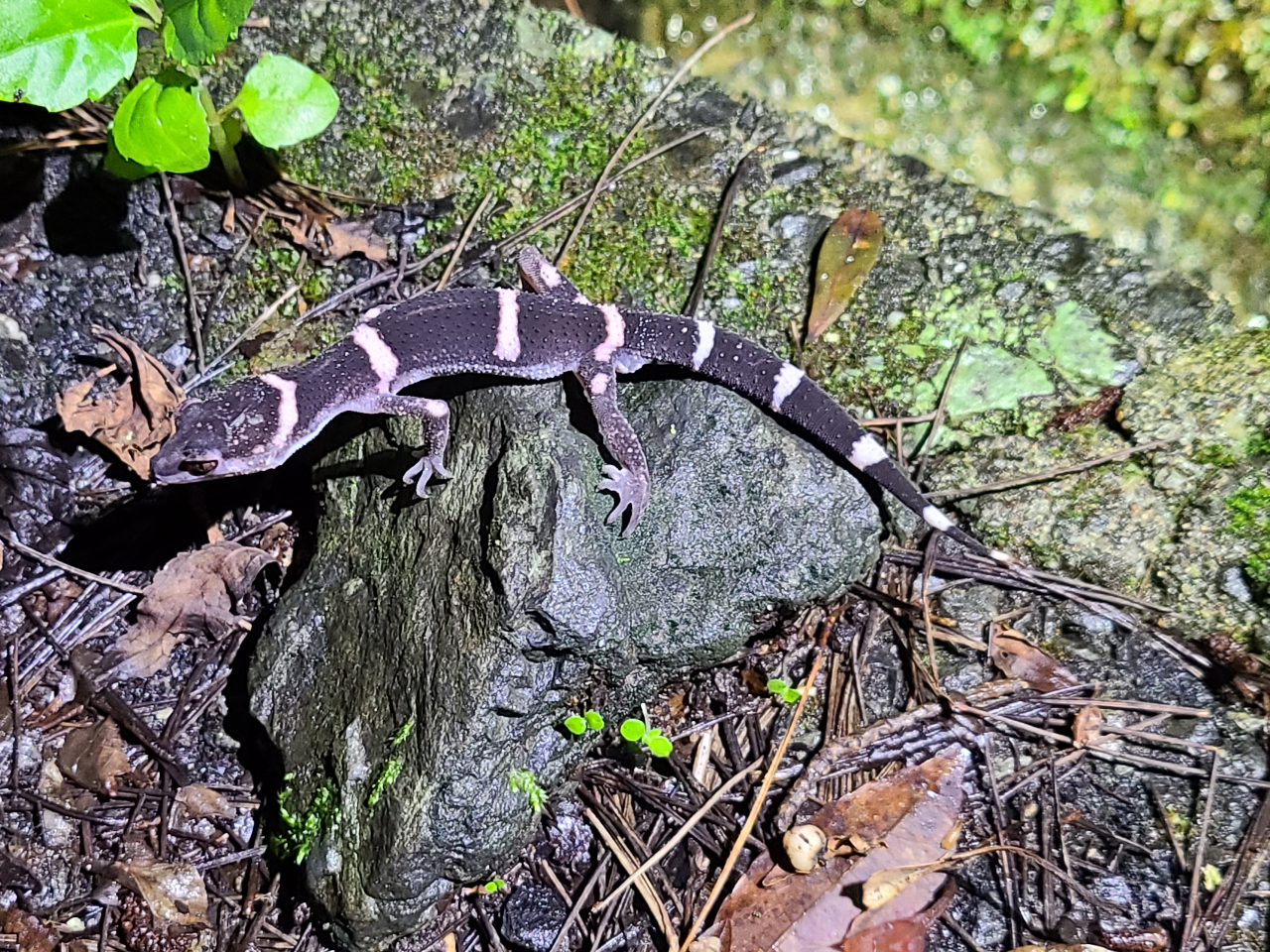 �I�r�g�J�Q���h�L