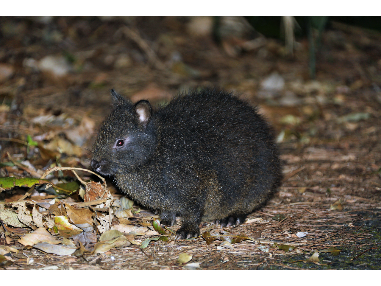 �A�}�~�m�N���E�T�M�i�c�b�j