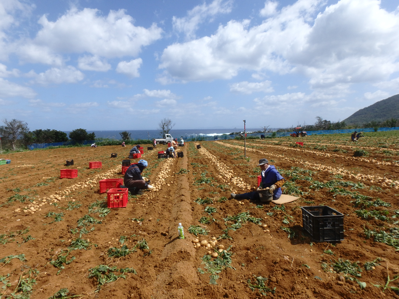 ・島の農と自然のつながりを学ぶ機会です
・家族で楽しめる体験作業が充実したプラン
・みたこともない畑と空・海の景色を満喫