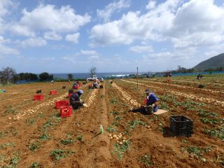 馬鈴薯収穫体験