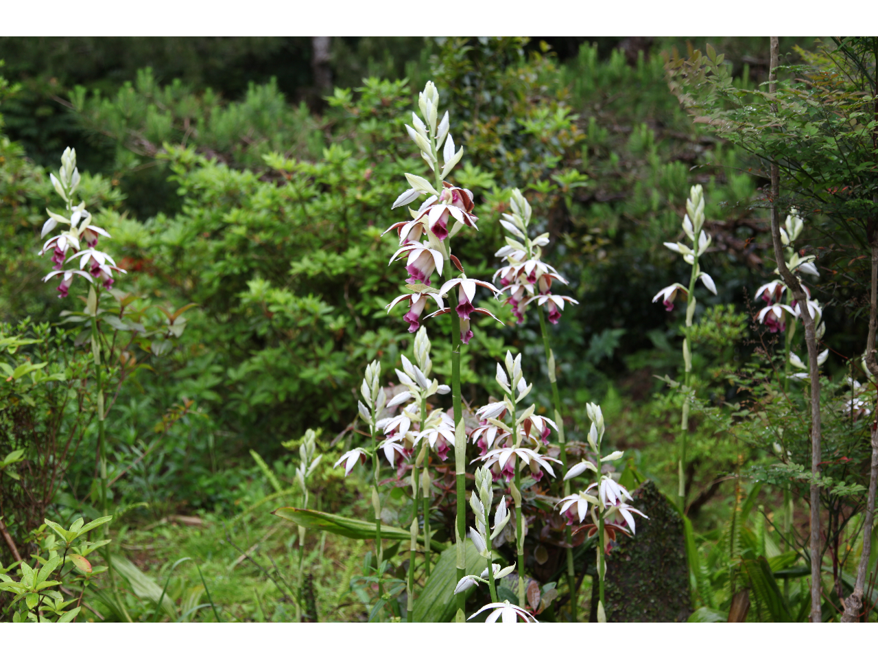 �J�N�`���E����