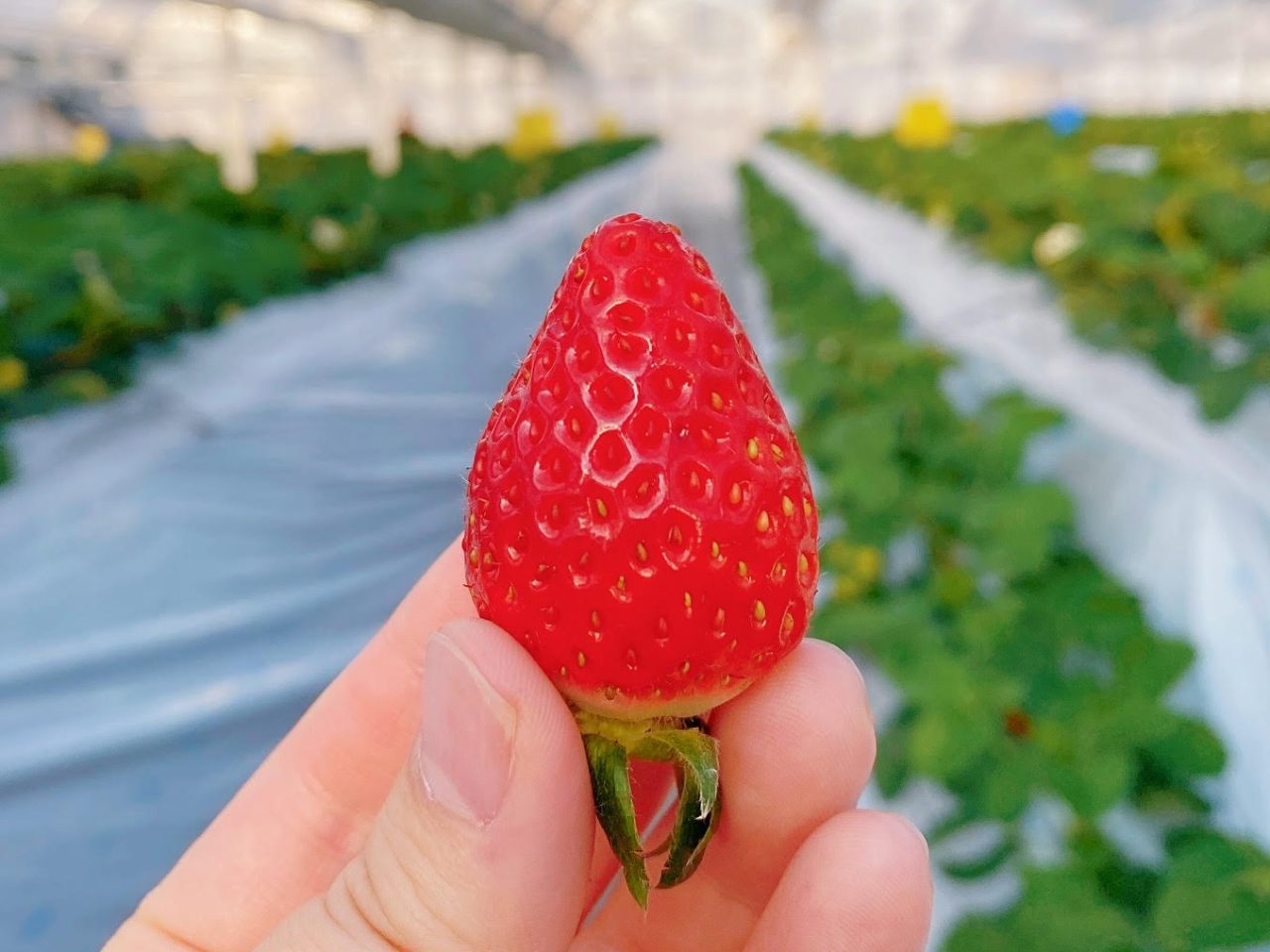 【いちご狩り30分食べ放題♪|~3/31】最大4種類をご用意!高設栽培!3歳未満...