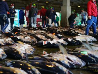【勝浦漁港卸売市場】水揚げ後に一度も冷凍しない那智勝浦が誇る鮮度バツグンの「生マグロ」、ここでしか体験できない対話型食体験「全10品生マグロ食べ比べフルコース」