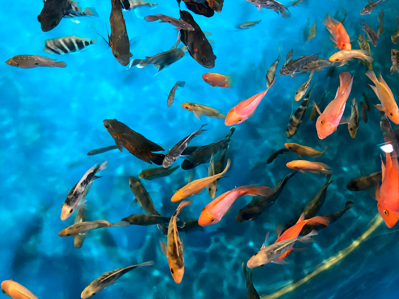 �ނ��Č�����ڂ�����̍� �L���X�̎ʐ^2