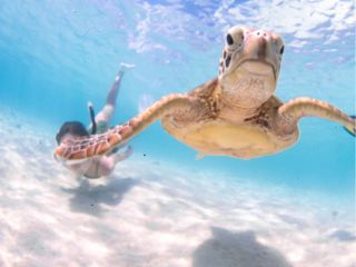 \ウミガメと泳ぐシュノーケリング/一緒に泳ぐ「コツ」まで教えます! 【参考所要時間:20分〜40分】