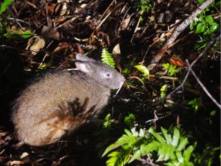 奄美大島の夜の森でクロウサギ観察