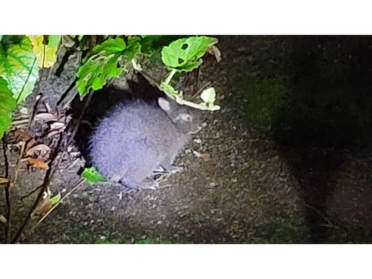 �A�}�~�m�N���E�T�M�̐��Ԃ��w�Ԏ��R�ώ@