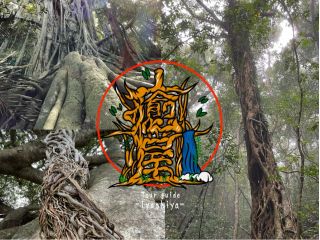 奄美の不思議な巨木達を見に行こう! 奄美の妖怪「ケンムン」の雰囲気漂う巨木や、集落の小高い丘に佇む御神木。観光地化されてない本物の自然を体験できるツアーです