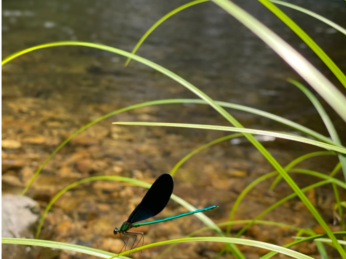 �R�Ԃ̐A�������������ɂ����������Ă��Ȃ��g���{�ł��B�@�󏭂Ȑ������ƐG�ꍇ����̂���t�����̎��R���c���ꂽ�A�ό��n������Ă��Ȃ��X�|�b�g�̃c�A�[�̖��͂ł�