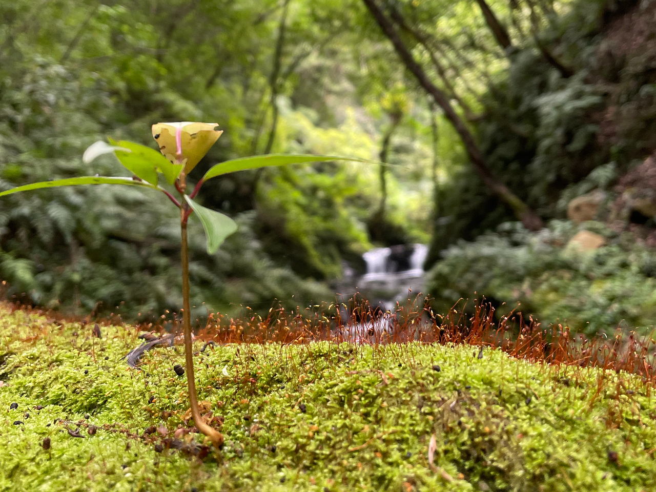 �c�A�[���ɎB�e�������ʐ^�̓v���[���g�v���܂��I�@