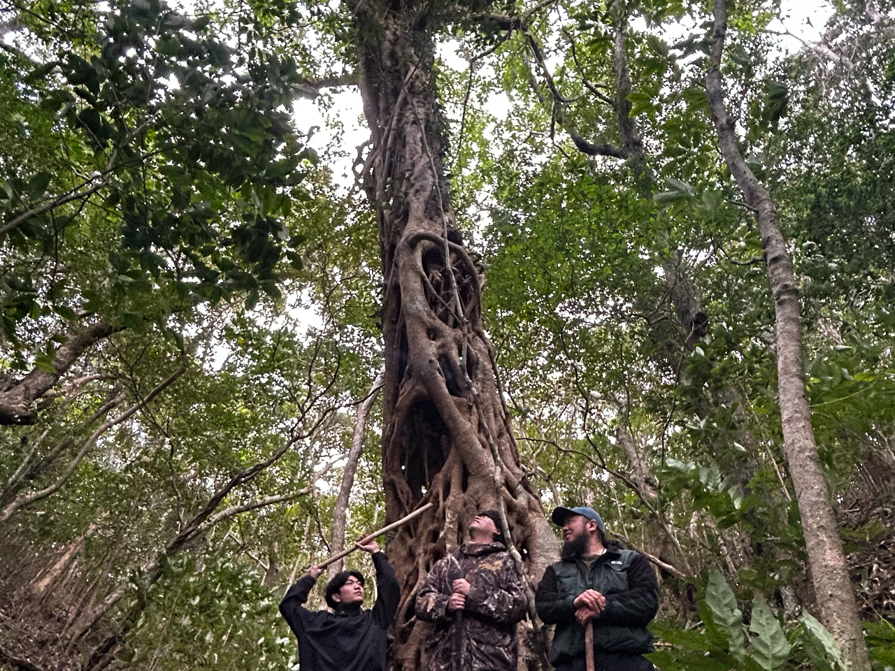 �܂��͋��؂̂��ē��ł��I�ʖ��u�i�ߎE���̖؁v�ƌ����鋐�؁B���؂̒��͋󓴂ŉ����̗d���u�P�������v�̕��͋C�Y���s�v�c�ȋ��؂ł��B