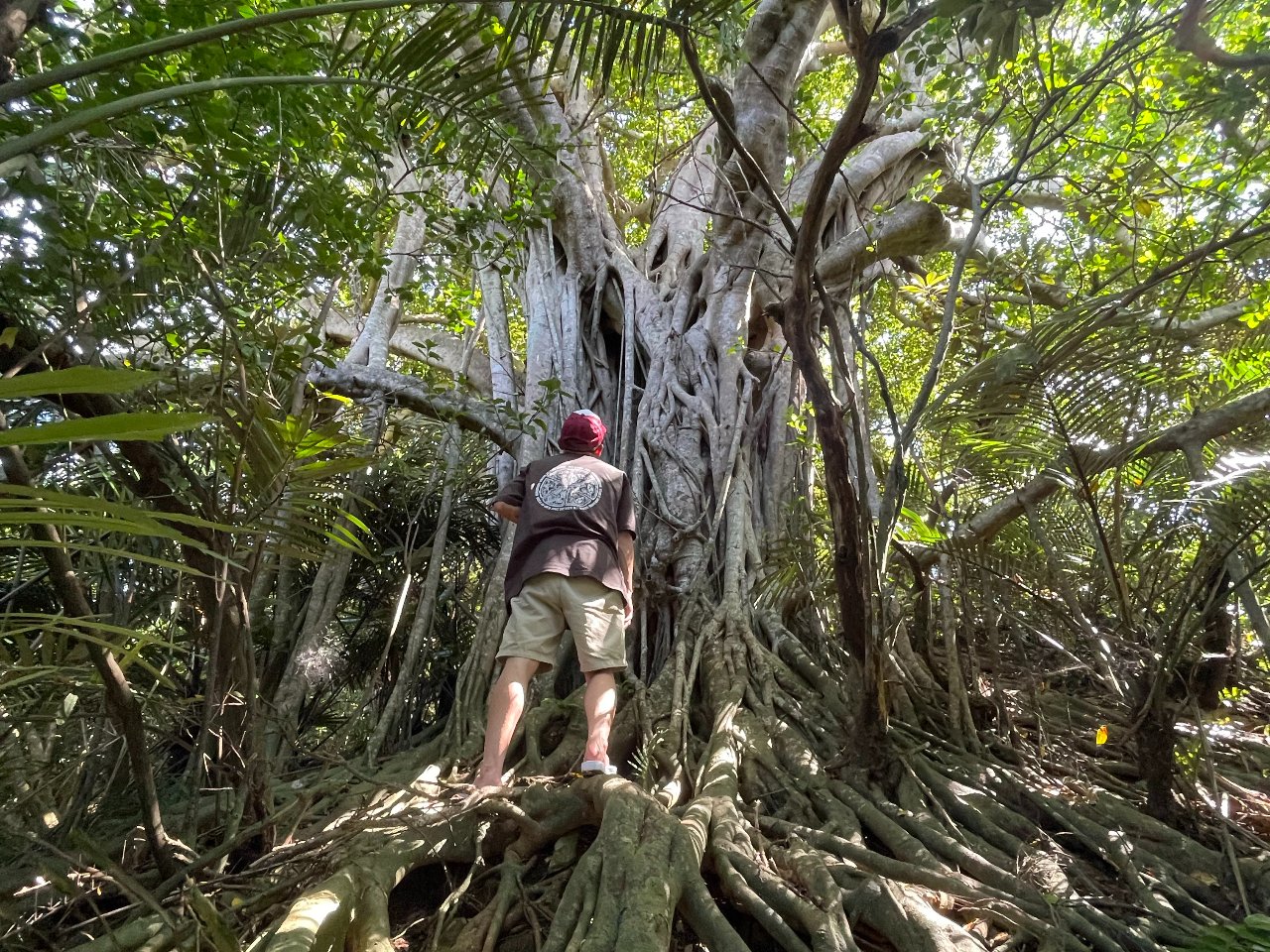 �c�A�[���ł́A�����ŊJ�񂵂������鋐�؂̒����炢�����I��ŃX�|�b�g�����ē����Ă��܂��I������̋��؂͏W�������n����u�ɍ��𒣂�A�������������؂ł��B