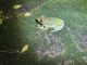 雨の日にはカエルや爬虫類の生き物たちが出てきます!