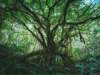 童話ユグドラシルの世界樹を思わせるような生命の巨木