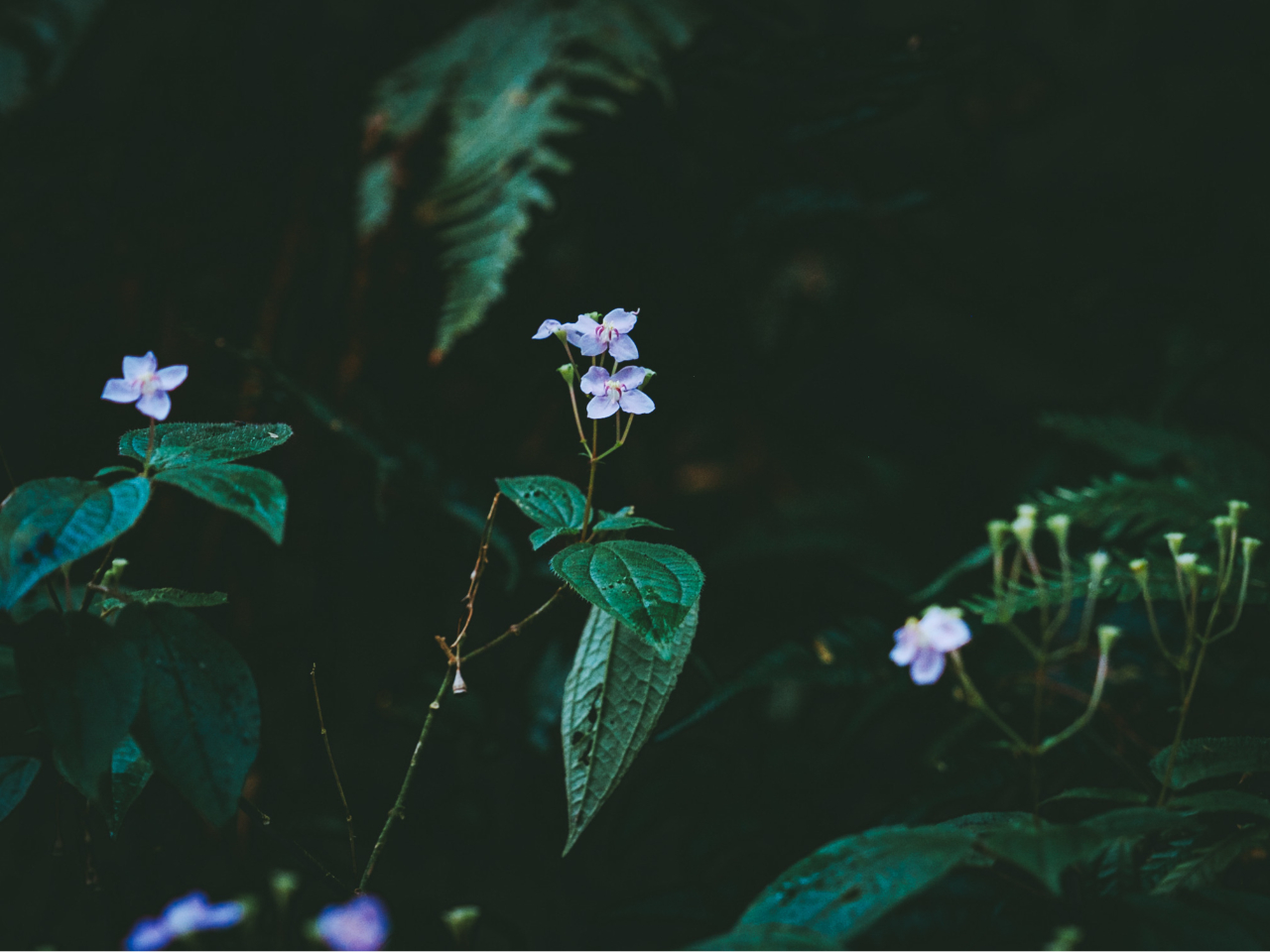 �����ɂ͈��M�ѓ��L�̊󏭂ȐA���B�ƐG�ꍇ���Ȃ��������育�ē��v���܂�