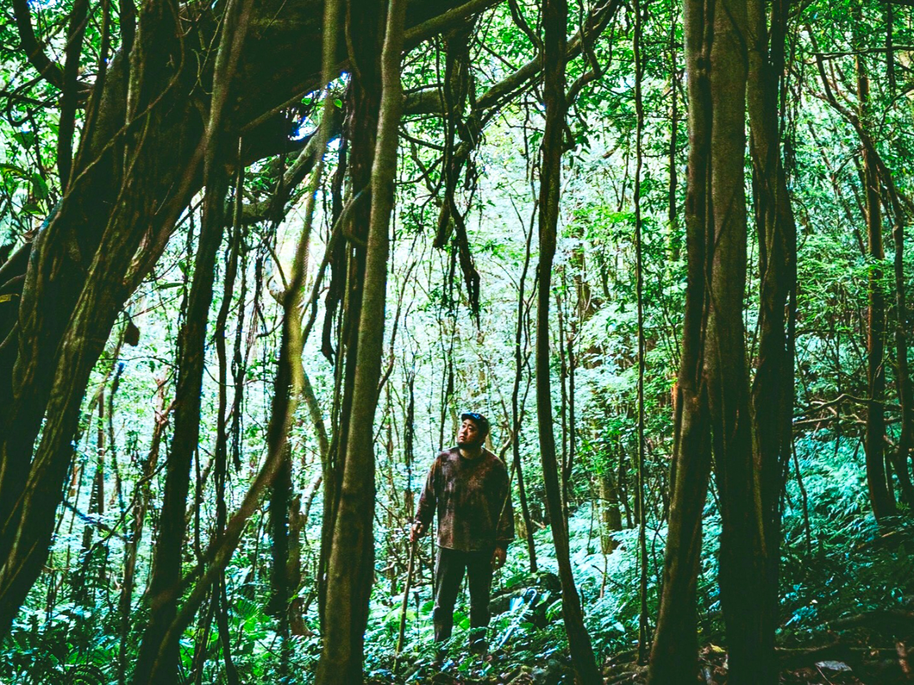 ���R���D��Ȃ��A�[�g��i�@���̐X�ɕ�܂�Ă��銴�o�ł�