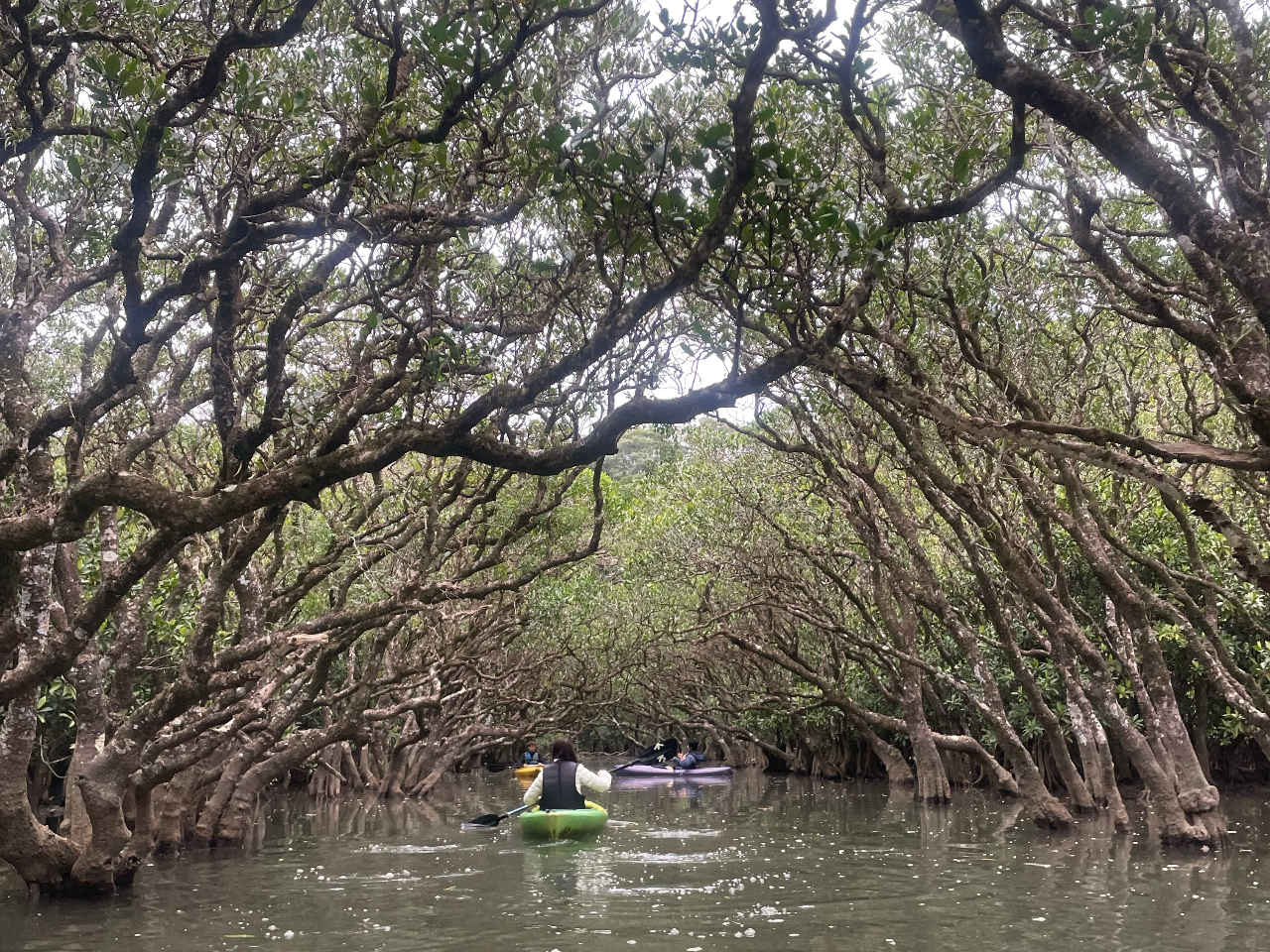 �J�k�[�Ń}���O���[�u�̖����ցI�J�k�[���o���̕��ł��ꑮ�̃K�C�h�X�^�b�t�����J�ɂ��ē��v���܂��̂ŁA�����S��������