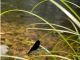 山間の植物が多い清流にしか生息していないトンボです。 希少な生き物と触れ合えるのも手付かずの自然が残された、観光地化されていないスポットのツアーの魅力です